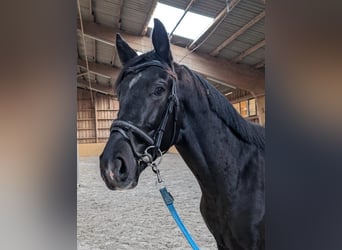 Niemiecki koń sportowy, Wałach, 3 lat, Skarogniada