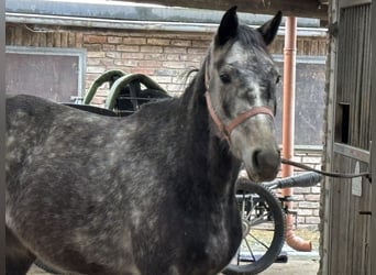 Niemiecki koń sportowy, Wałach, 4 lat, 155 cm, Siwa jabłkowita