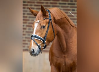 Niemiecki koń sportowy, Wałach, 4 lat, 160 cm, Kasztanowata