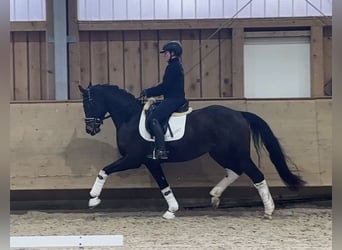 Niemiecki koń sportowy, Wałach, 4 lat, 161 cm, Ciemnogniada