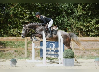 Niemiecki koń sportowy, Wałach, 4 lat, 162 cm, Siwa
