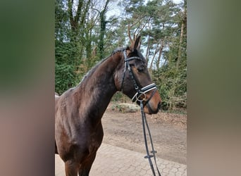 Niemiecki koń sportowy, Wałach, 4 lat, 163 cm, Ciemnogniada