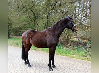 Niemiecki koń sportowy, Wałach, 4 lat, 163 cm, Ciemnogniada