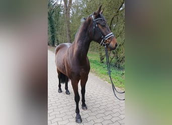 Niemiecki koń sportowy, Wałach, 4 lat, 163 cm, Ciemnogniada