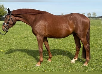 Niemiecki koń sportowy, Wałach, 4 lat, 163 cm, Ciemnokasztanowata