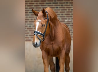 Niemiecki koń sportowy, Wałach, 4 lat, 163 cm, Kasztanowata