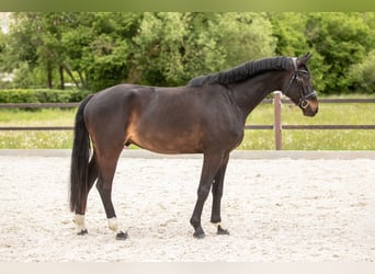 Niemiecki koń sportowy, Wałach, 4 lat, 163 cm, Skarogniada