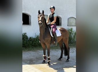 Niemiecki koń sportowy, Wałach, 4 lat, 164 cm, Ciemnogniada