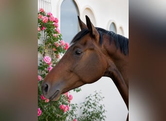 Niemiecki koń sportowy, Wałach, 4 lat, 164 cm, Ciemnogniada