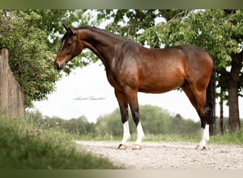 Niemiecki koń sportowy, Wałach, 4 lat, 165 cm, Gniada