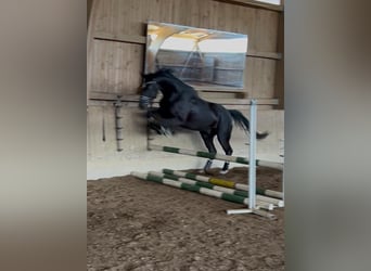 Niemiecki koń sportowy, Wałach, 4 lat, 165 cm, Kara