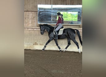 Niemiecki koń sportowy, Wałach, 4 lat, 165 cm, Kara