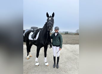 Niemiecki koń sportowy, Wałach, 4 lat, 165 cm, Kara