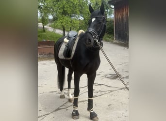 Niemiecki koń sportowy, Wałach, 4 lat, 165 cm, Kara