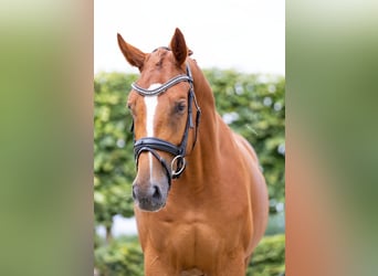 Niemiecki koń sportowy, Wałach, 4 lat, 165 cm, Kasztanowata