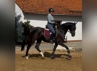 Niemiecki koń sportowy, Wałach, 4 lat, 165 cm