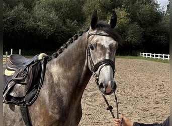 Niemiecki koń sportowy, Wałach, 4 lat, 165 cm, Siwa