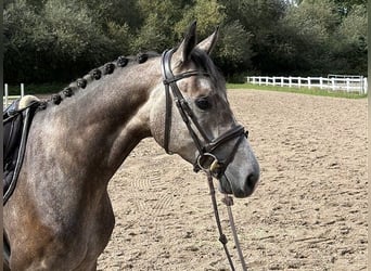Niemiecki koń sportowy, Wałach, 4 lat, 165 cm, Siwa