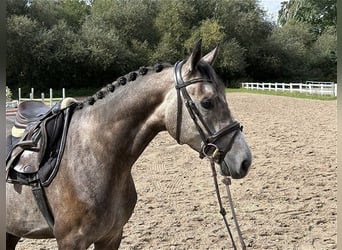 Niemiecki koń sportowy, Wałach, 4 lat, 165 cm, Siwa