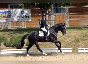 Niemiecki koń sportowy, Wałach, 4 lat, 166 cm, Kara