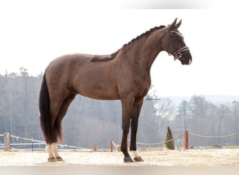 Niemiecki koń sportowy, Wałach, 4 lat, 166 cm, Kara