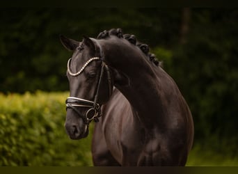 Niemiecki koń sportowy, Wałach, 4 lat, 166 cm, Kara