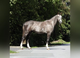 Niemiecki koń sportowy, Wałach, 4 lat, 166 cm, Siwa
