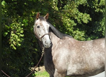 Niemiecki koń sportowy, Wałach, 4 lat, 166 cm, Siwa