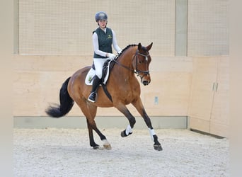 Niemiecki koń sportowy, Wałach, 4 lat, 167 cm, Gniada