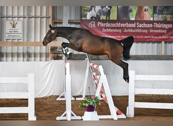 Niemiecki koń sportowy, Wałach, 4 lat, 168 cm, Ciemnogniada