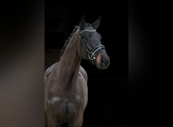 Niemiecki koń sportowy, Wałach, 4 lat, 168 cm, Ciemnogniada