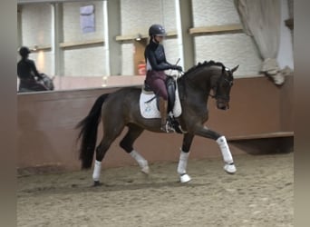 Niemiecki koń sportowy, Wałach, 4 lat, 168 cm, Ciemnogniada