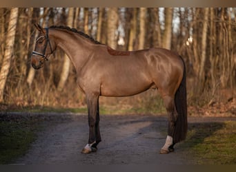Niemiecki koń sportowy, Wałach, 4 lat, 168 cm, Ciemnogniada