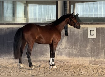 Niemiecki koń sportowy, Wałach, 4 lat, 168 cm, Gniada