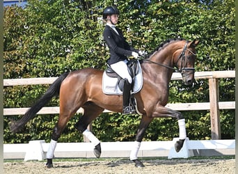 Niemiecki koń sportowy, Wałach, 4 lat, 168 cm, Gniada