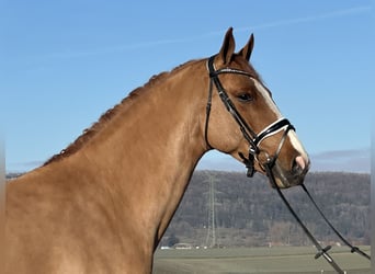 Niemiecki koń sportowy, Wałach, 4 lat, 168 cm, Kasztanowata