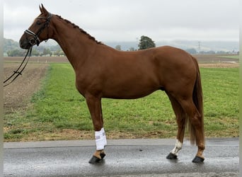 Niemiecki koń sportowy, Wałach, 4 lat, 168 cm, Kasztanowata
