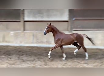 Niemiecki koń sportowy, Wałach, 4 lat, 168 cm, Kasztanowata