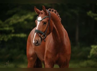 Niemiecki koń sportowy, Wałach, 4 lat, 168 cm, Kasztanowata