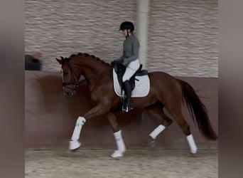 Niemiecki koń sportowy, Wałach, 4 lat, 168 cm, Kasztanowata