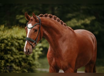 Niemiecki koń sportowy, Wałach, 4 lat, 168 cm, Kasztanowata
