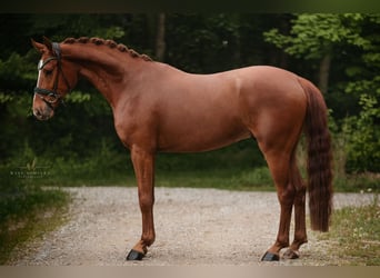 Niemiecki koń sportowy, Wałach, 4 lat, 168 cm, Kasztanowata