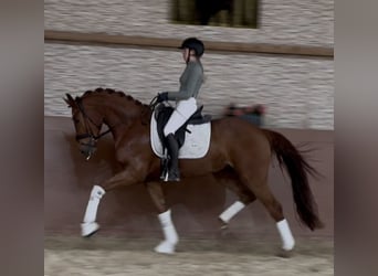 Niemiecki koń sportowy, Wałach, 4 lat, 168 cm, Kasztanowata