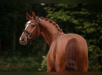Niemiecki koń sportowy, Wałach, 4 lat, 168 cm, Kasztanowata