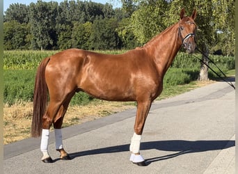 Niemiecki koń sportowy, Wałach, 4 lat, 168 cm, Kasztanowata