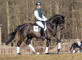 Niemiecki koń sportowy, Wałach, 4 lat, 169 cm, Ciemnogniada
