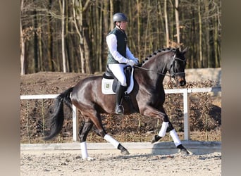 Niemiecki koń sportowy, Wałach, 4 lat, 169 cm, Ciemnogniada