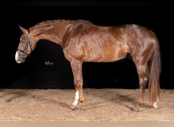 Niemiecki koń sportowy, Wałach, 4 lat, 169 cm, Ciemnokasztanowata