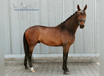 Niemiecki koń sportowy, Wałach, 4 lat, 169 cm, Gniada