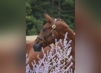 Niemiecki koń sportowy, Wałach, 4 lat, 169 cm, Kasztanowata